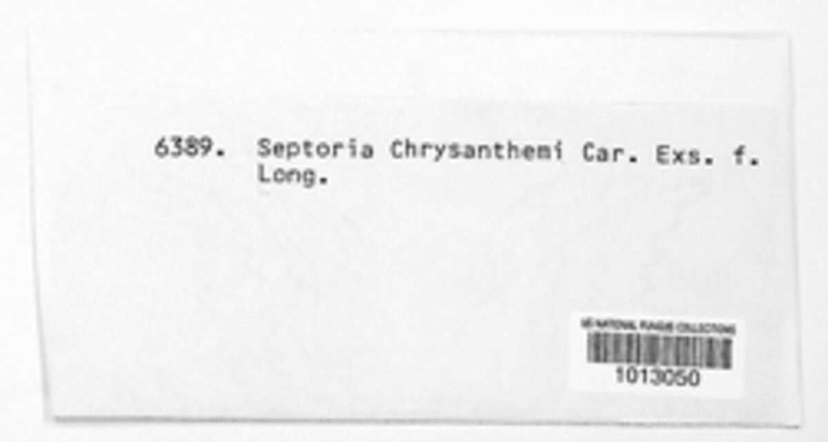Septoria chrysanthemella image